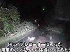 Desivý nočný útok medvedice na auto pri Bifuke na Hokkaido