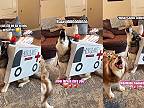 Už viem, aký kostým bude mať môj husky na Halloweena