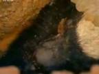 Mediar svetlochrbtý(Mellivora capensis)