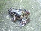 Škriekajúca žaba