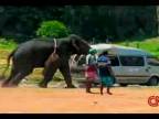 Auto napadnuté slonom
