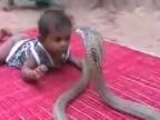 Dieťa sa hrá s kobrou