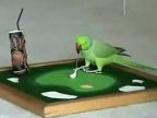 Cvičený papagáj