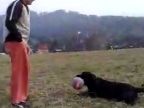 Pes vs lopta