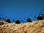 Minuscule - Zábavné mravce