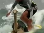 Zvieracie surfovanie