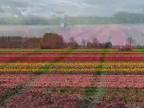 Krajina tulipánov