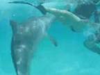 Delfín obchytkáva mladú dámu