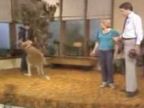 Nebezpečná kengura
