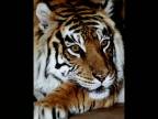 Tigre 4