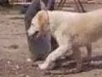Gyz Obrij, Stredoázijský ovčiak