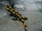 Salamandra škvrnitá :)