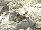 Lov medveďa hnedého na Sibíri.