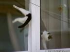 Mačka v okne