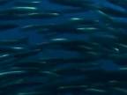 Dramatický lov na sardinky