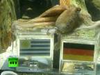 Chobotnica Paul verí Nemecku v boji o bronz!