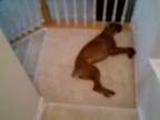 Pes sa rád šmýka po schodoch