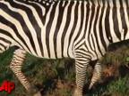 Rarita v zvieracej ríši:Kríženec zebry a somára!
