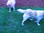Predvádzajúci sa dvaja biely psi.