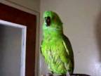 Naspeedovaný spievajúci papagáj