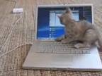 Mačiatko sa hrá z notebookom