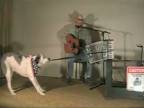 Pes, ktorý hrá na harmoniku