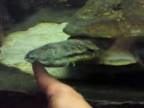 Agresívna korytnačka