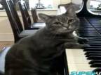 Talentovaná kočka klaviristka 2