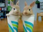 Dva zajace v kelímkoch