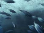 Južný Pacifik - Lov tuniakov