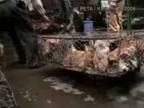 Brutálne zaobchádzanie so zvieratami v Číne