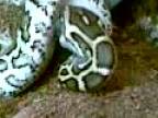 Python molurus bivitattus