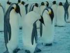 Zábavní tučniaci