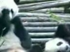Kýchajúca panda
