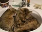 Mačky sa umývajú