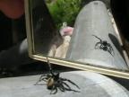 Pavúk a zrkadlo
