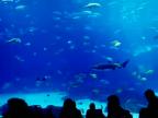 Najväčšie akvárium na svete - Atlanta, USA