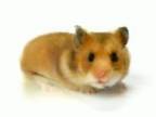 Hamster Time! - Hamster Morph
