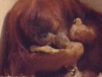 A je na svete malý orangutan