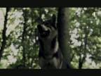 Orest z rodu čarodejníkov - vlci