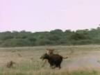 Smrtiaci útok leva na hyenu.