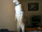 Mačka vzdáva hold po stojačky