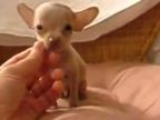 Micro chihuahua (čivava)