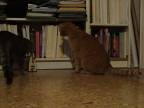 Mačka vs. metronóm