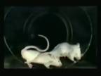 Tancujúce myši