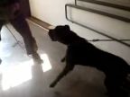 Cane corso 5