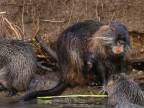 Nutria riečna (Myocastor coypus)