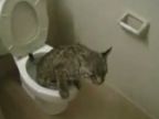 Mačka používa záchod