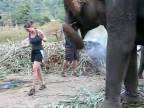 Útok malého sloníka