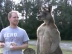 Prerastená kengura